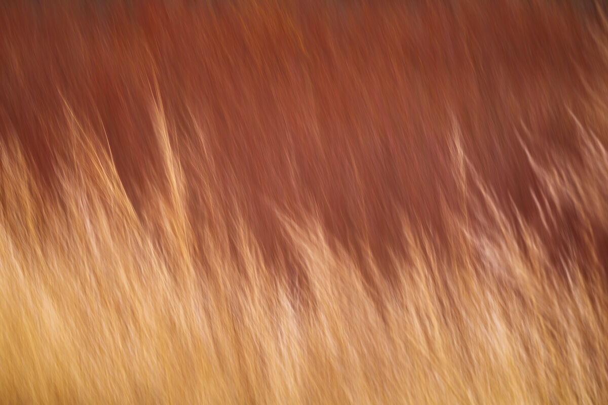 allusive, icm, long exposure, painterly impressions
