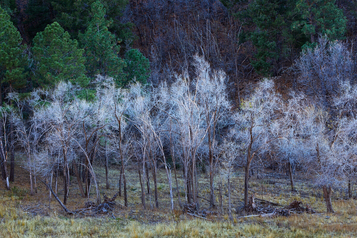 A group of trees that caught my eye in Lincoln National Forest